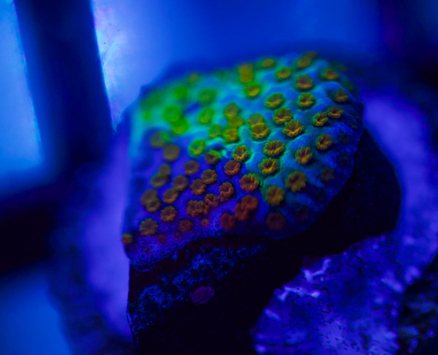 Grafted Rainbow Monti