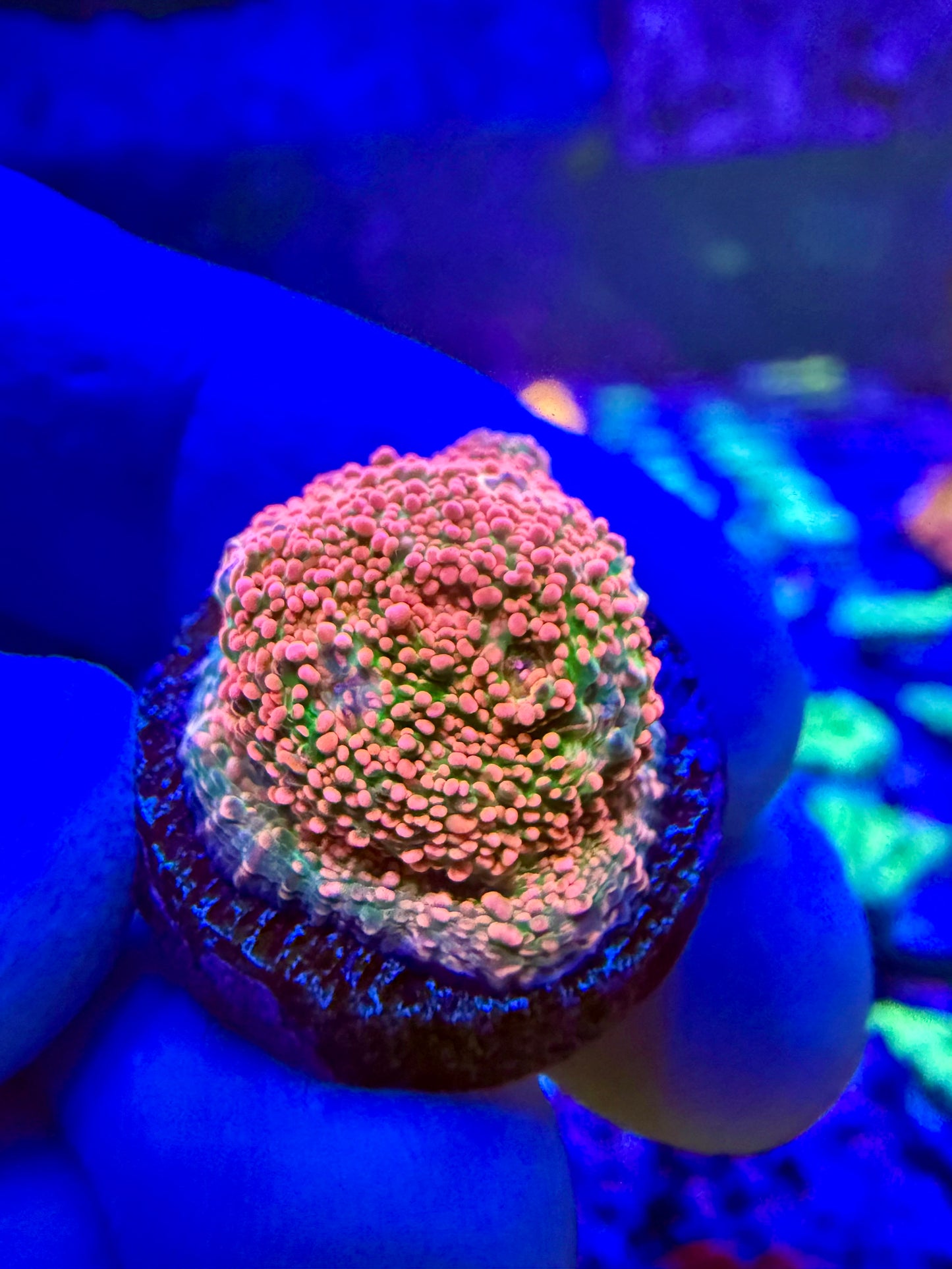 CCC Pink Spot Chalice