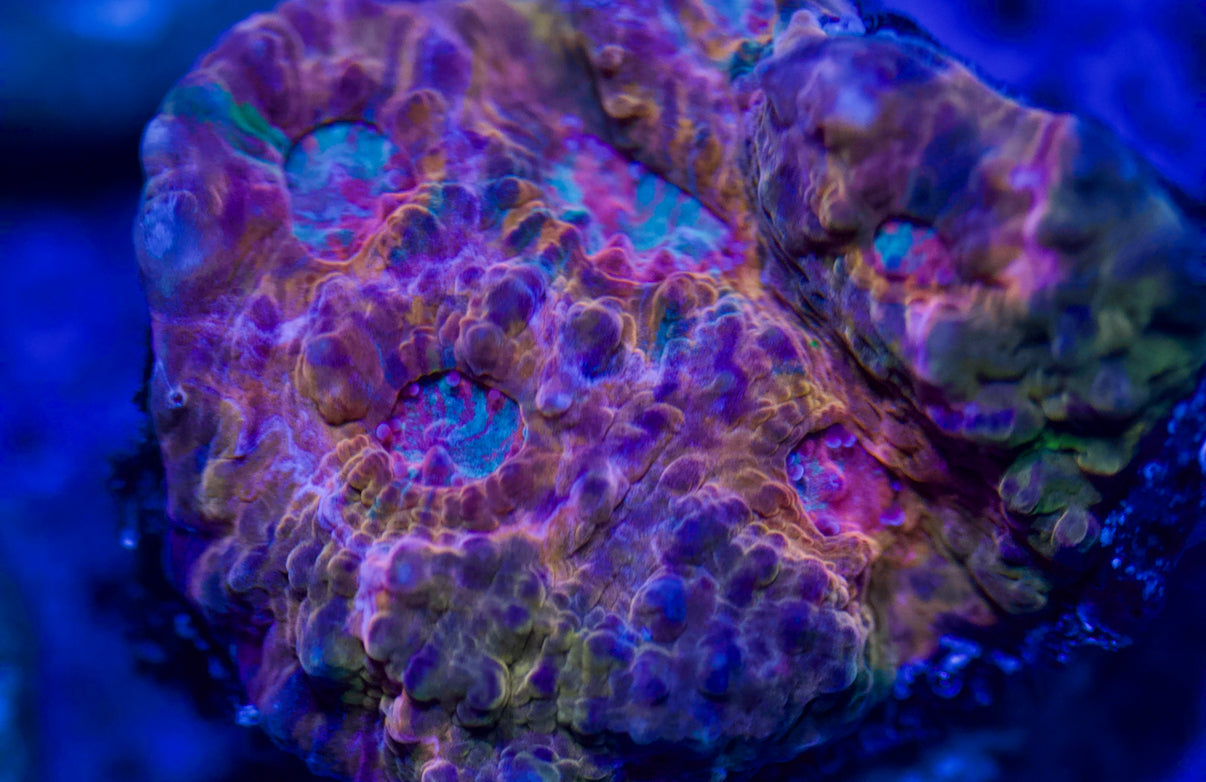CCC Multi-Color Chalice