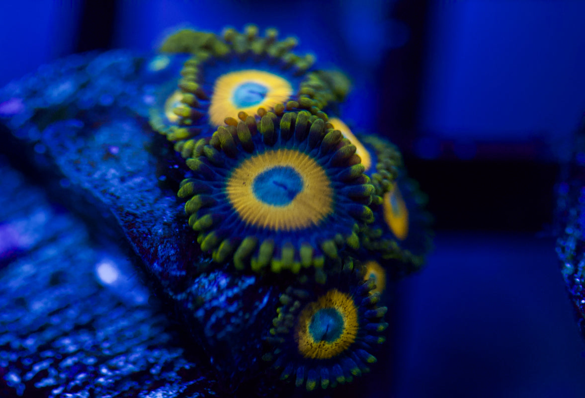 Scrambled Eggs Zoa