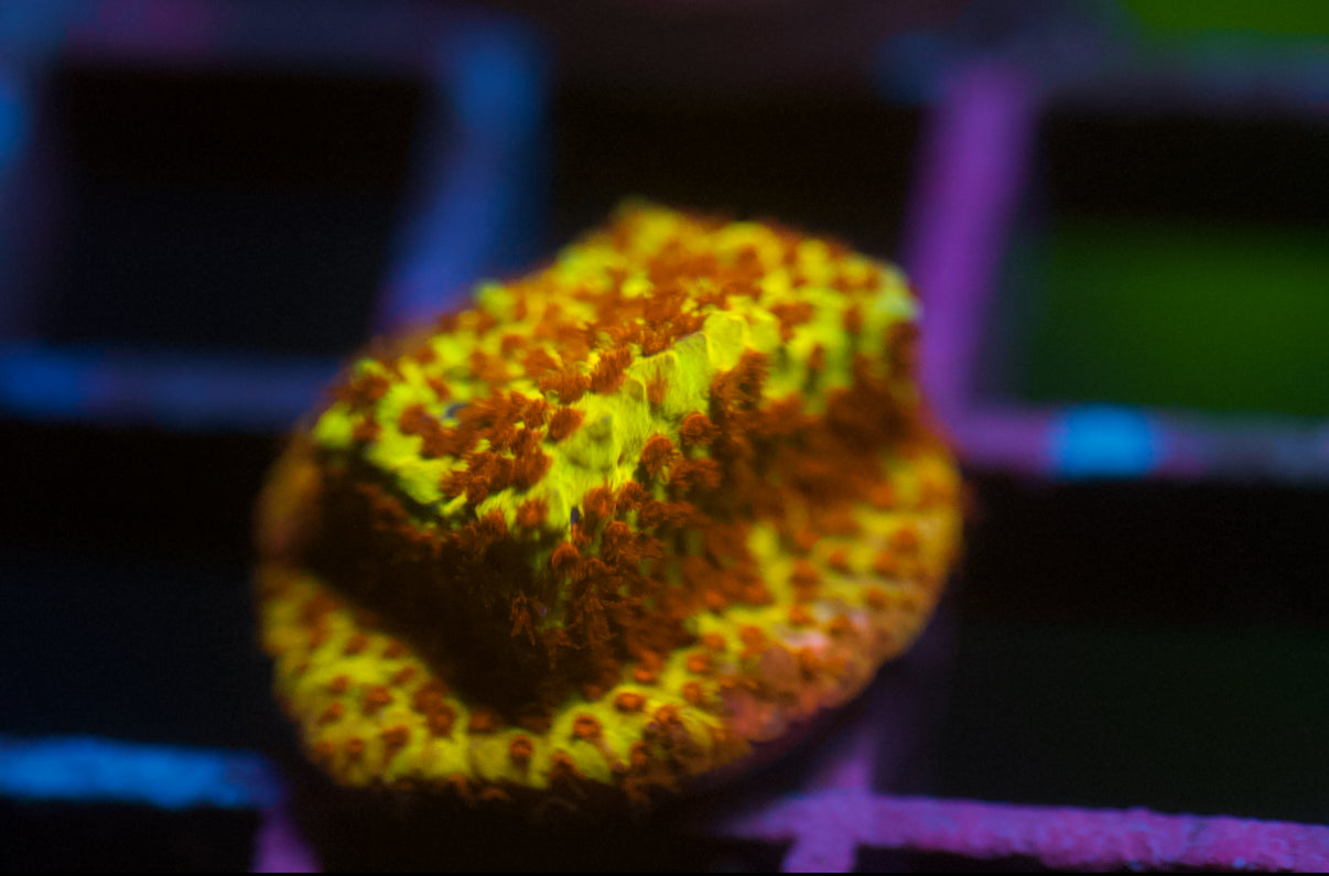 Stylocoeniella del plátano en llamas