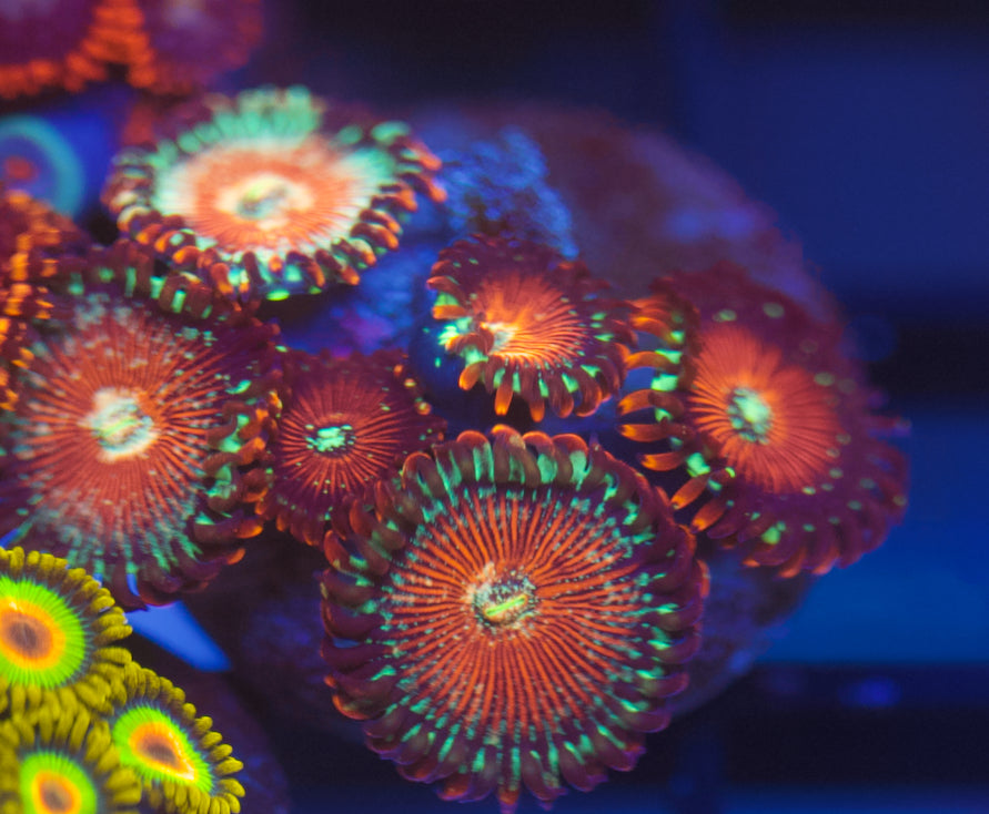 Salted Agave Zoa