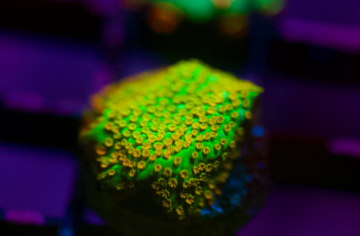 Grafted Rainbow Monti