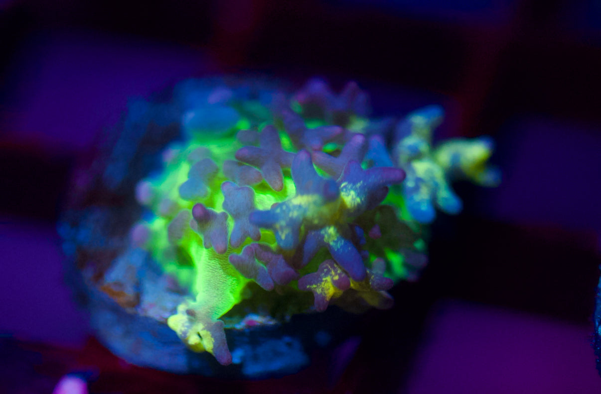 Radioactive Bounce Mushroom