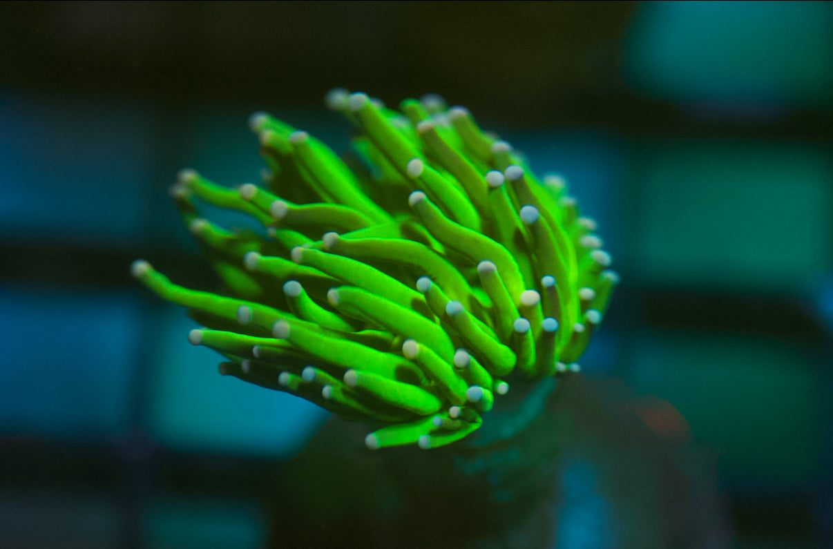 Antorcha verde indonesia