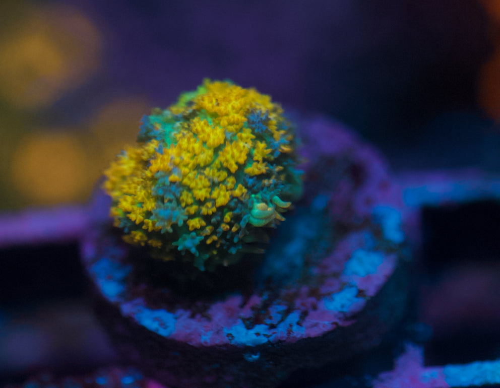 Rebote de bola azul