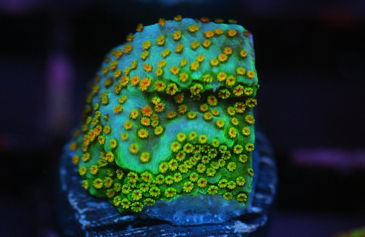 Grafted Rainbow Monti