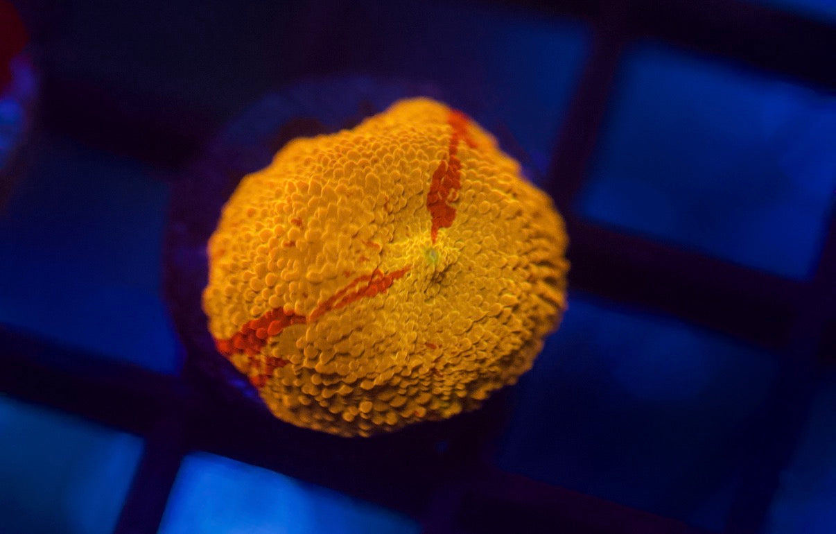 Jawbreaker Mushroom