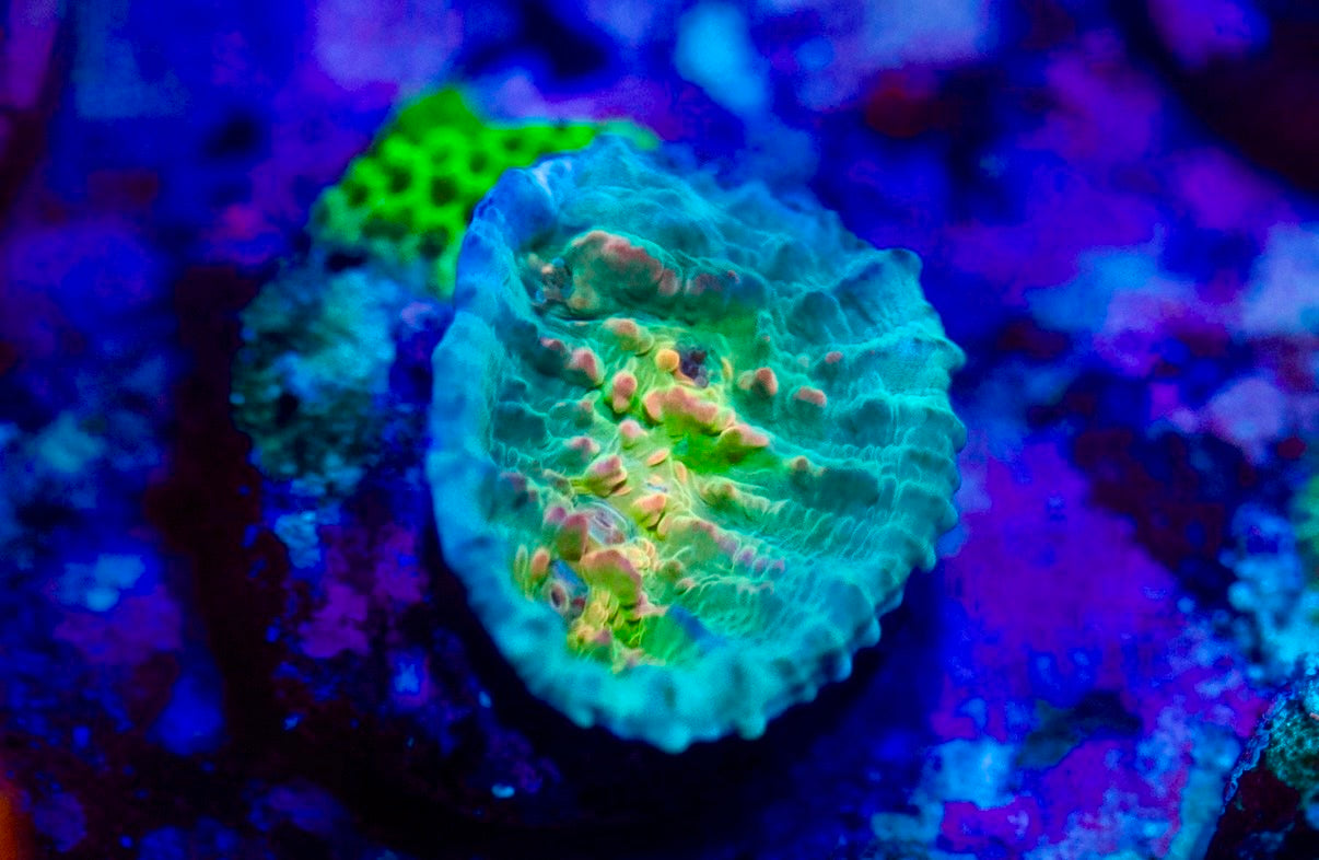 'Cupping Chalice' Coral main image 1