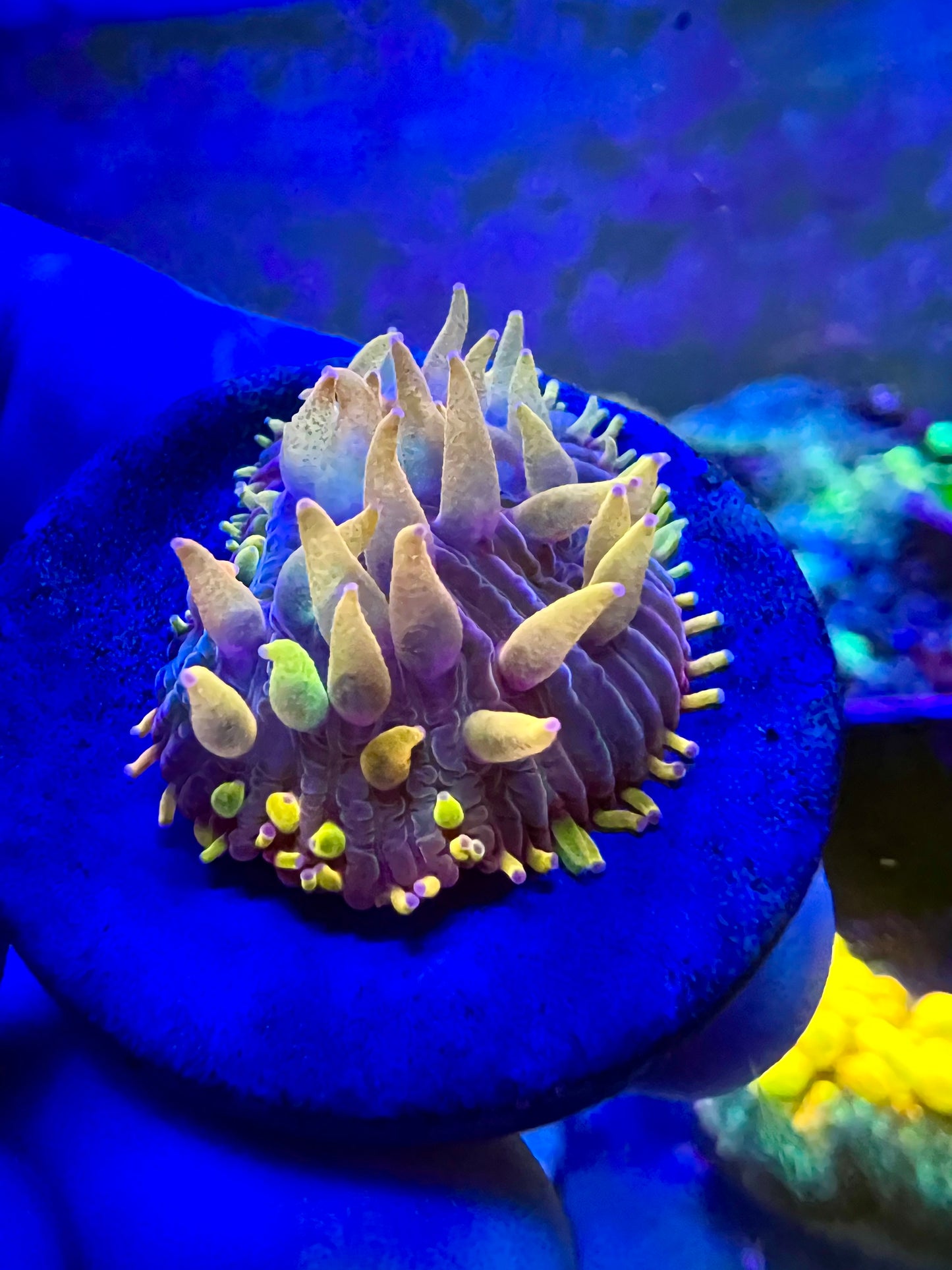 CCC Flame Tip Diaseris Plate