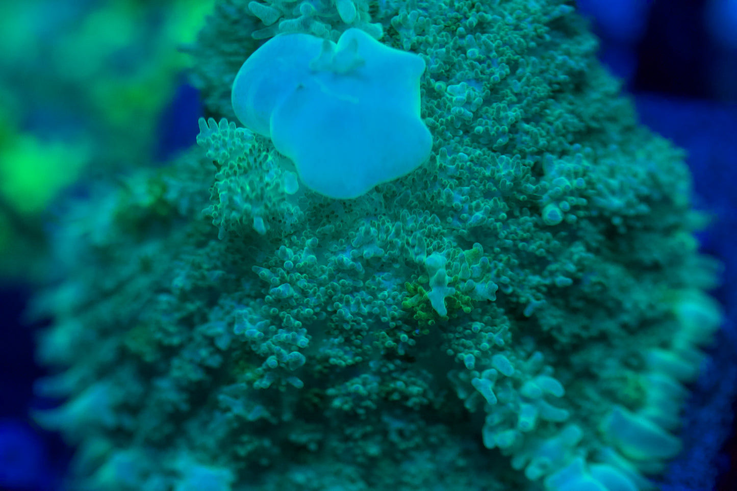 Rebote de bola azul