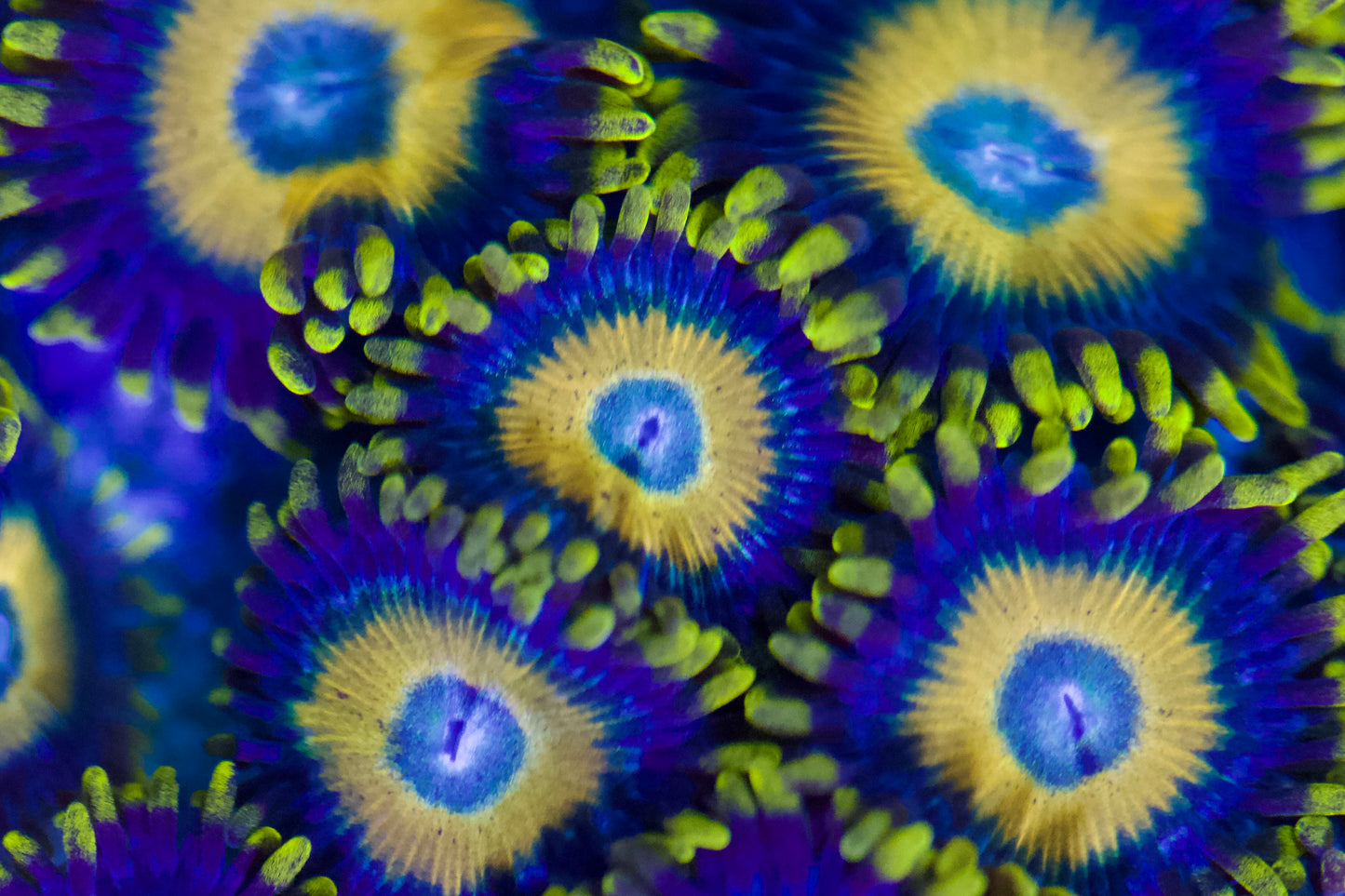 Scrambled Eggs Zoa