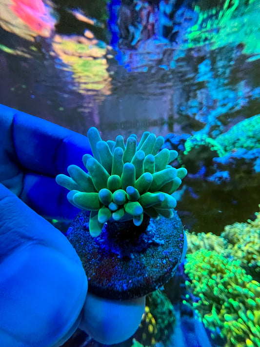 Antorcha verde indonesia