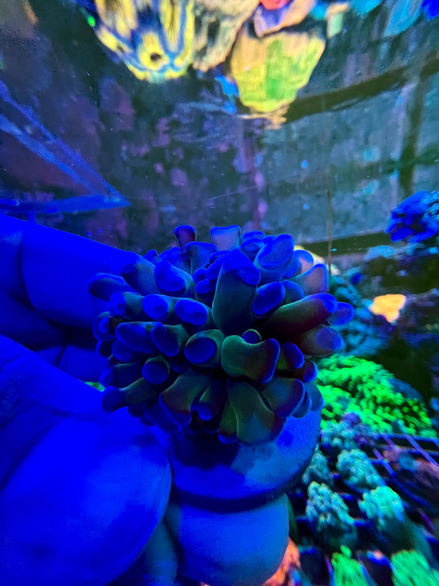 Martillo de tallo verde oscuro