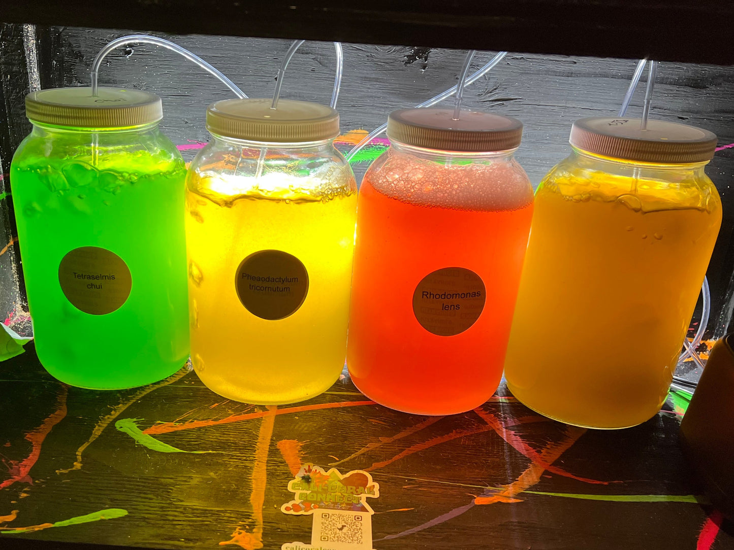 Phytoplankton