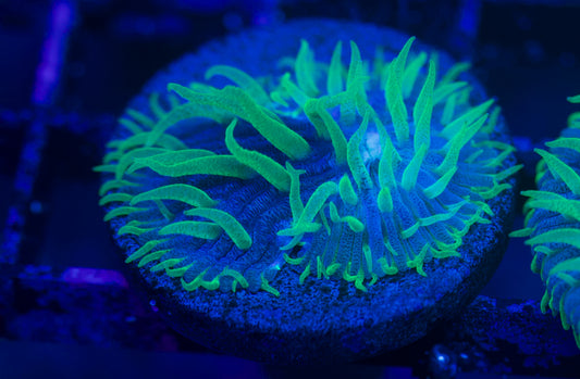 Green Diaseris Plate