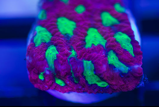 CCC Radioactive Ooze Favia
