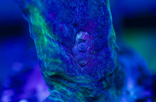 Rainbow Pectinia
