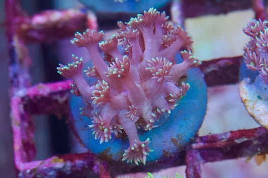 Purple Goniopora