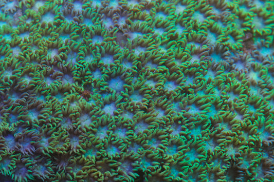 Goniopora de tentáculo corto verde