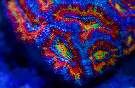 Acan arcoiris