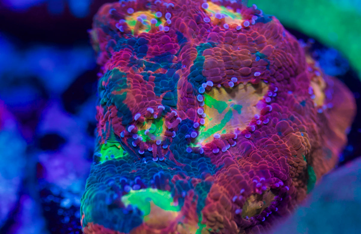 CCC Rainbow Chalice