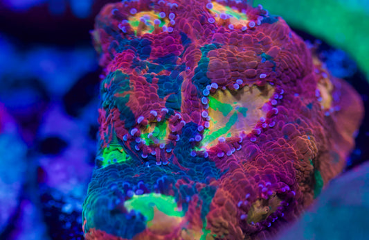 CCC Rainbow Chalice
