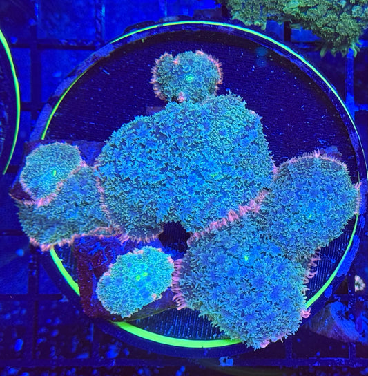 CCC Frank Lookalike’s (Stock)