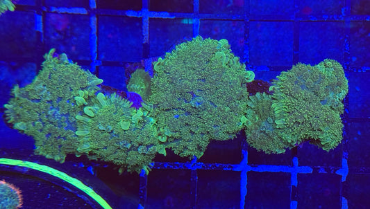 CCC Bubble Skirt Mushroom (Stock)