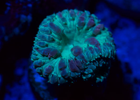 Teal Blasto