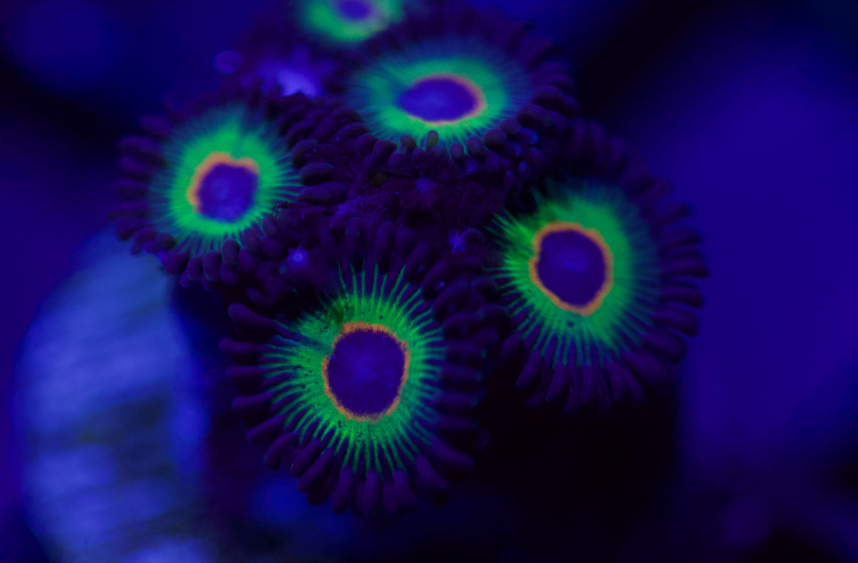 WWC Bob Marley Zoa