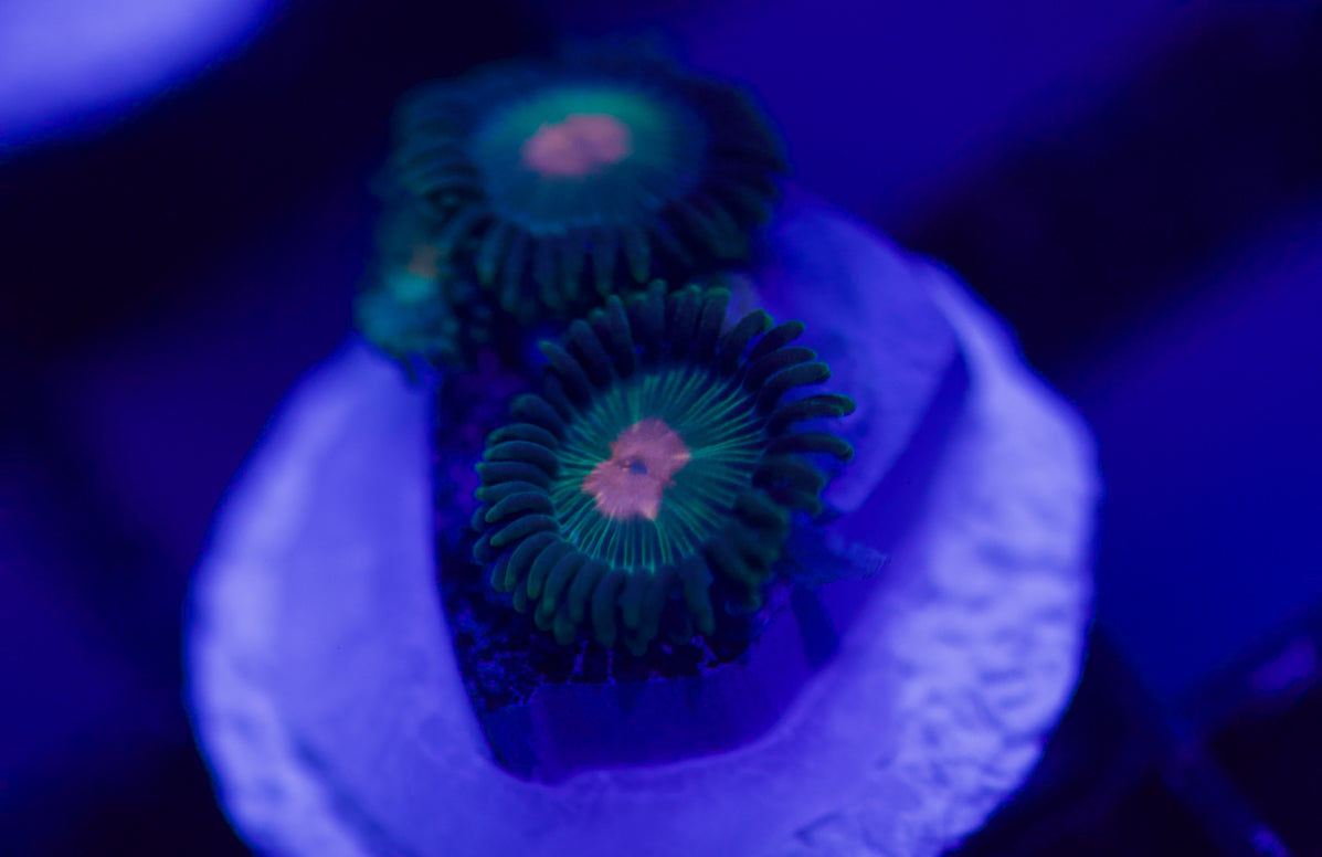 Plantilla de zoanthid