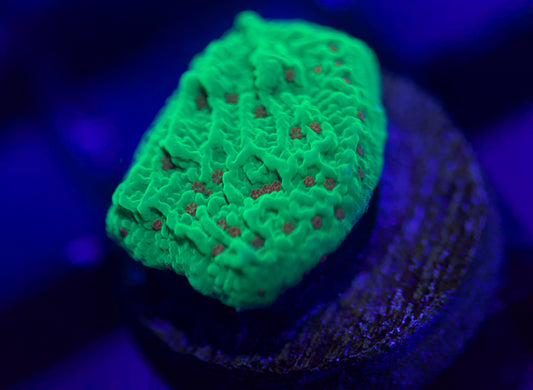 Seasons Greeting Montipora