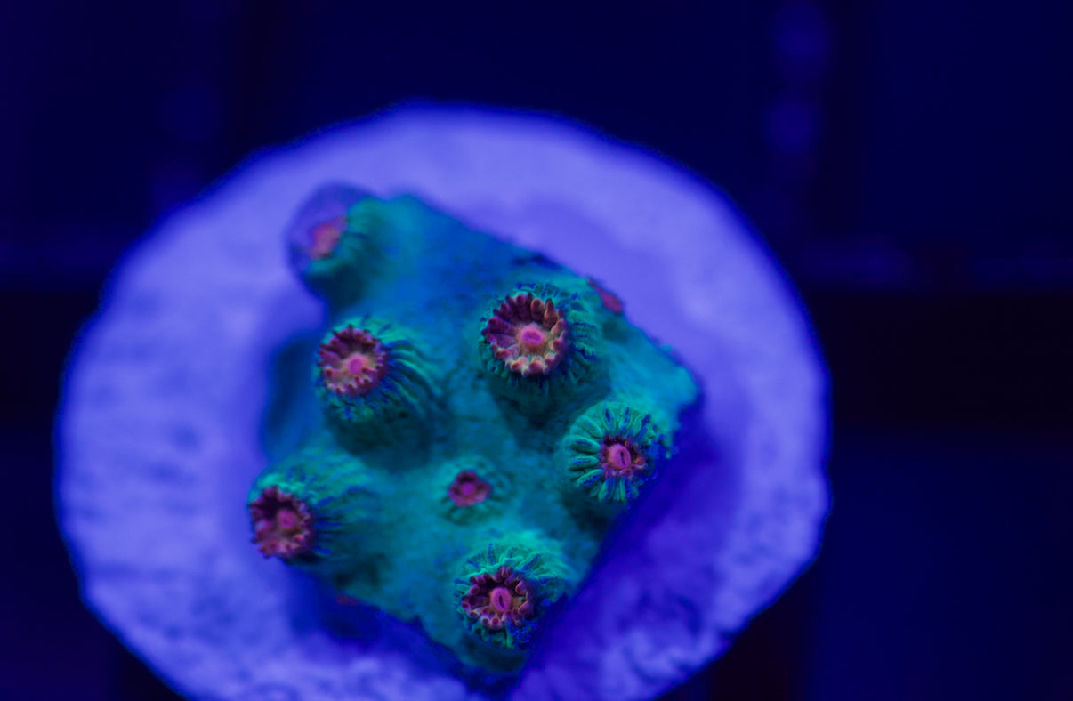 Meteor Shower Cyphastrea