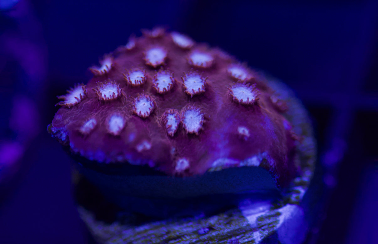 Strawberry Cyphastrea