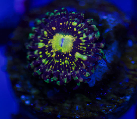 Plantilla de zoanthid