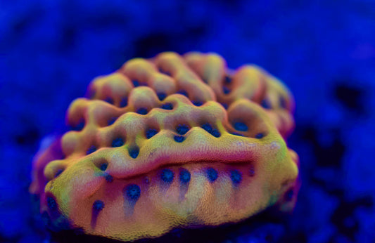 LRO Shockwave Monipora