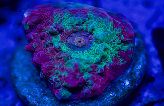 Pink and Teal Chalice