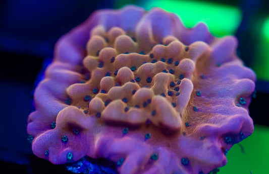 Orange Montipora