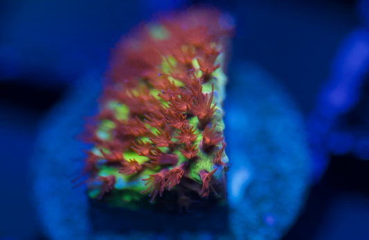 Stylocoeniella del plátano en llamas