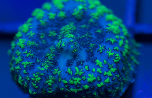 Indo Uranium Mushroom