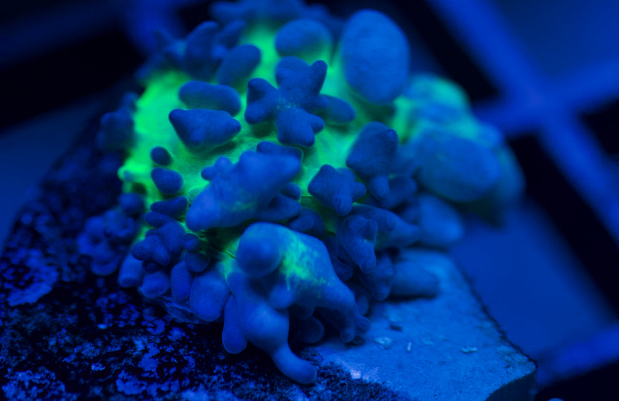 Radioactive Bounce Mushroom