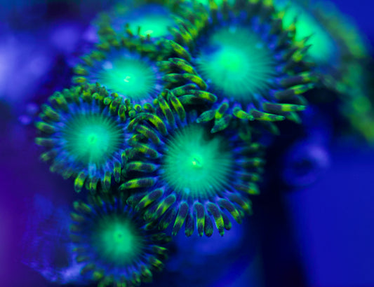 Radioactive Dragon Eye Zoa