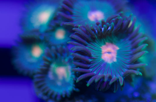 Plantilla de zoanthid