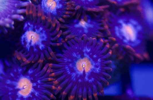 Zoa mística