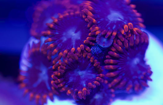 Superman Zoa