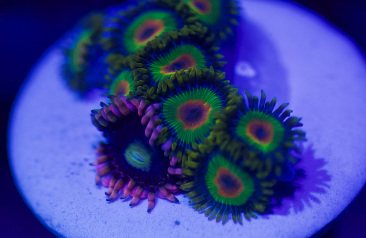 Rasta Zoa