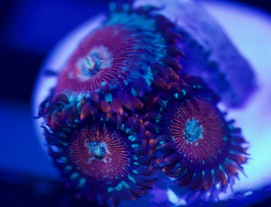 Salted Agave Zoa