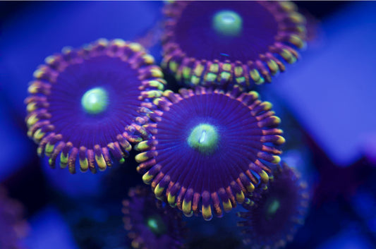 Cali Kid Birthday Bozo Zoanthid