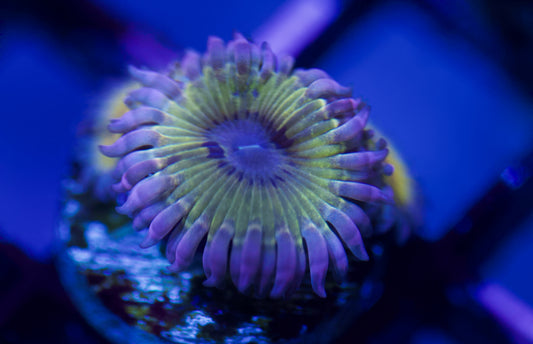 Stratocaster Zoa